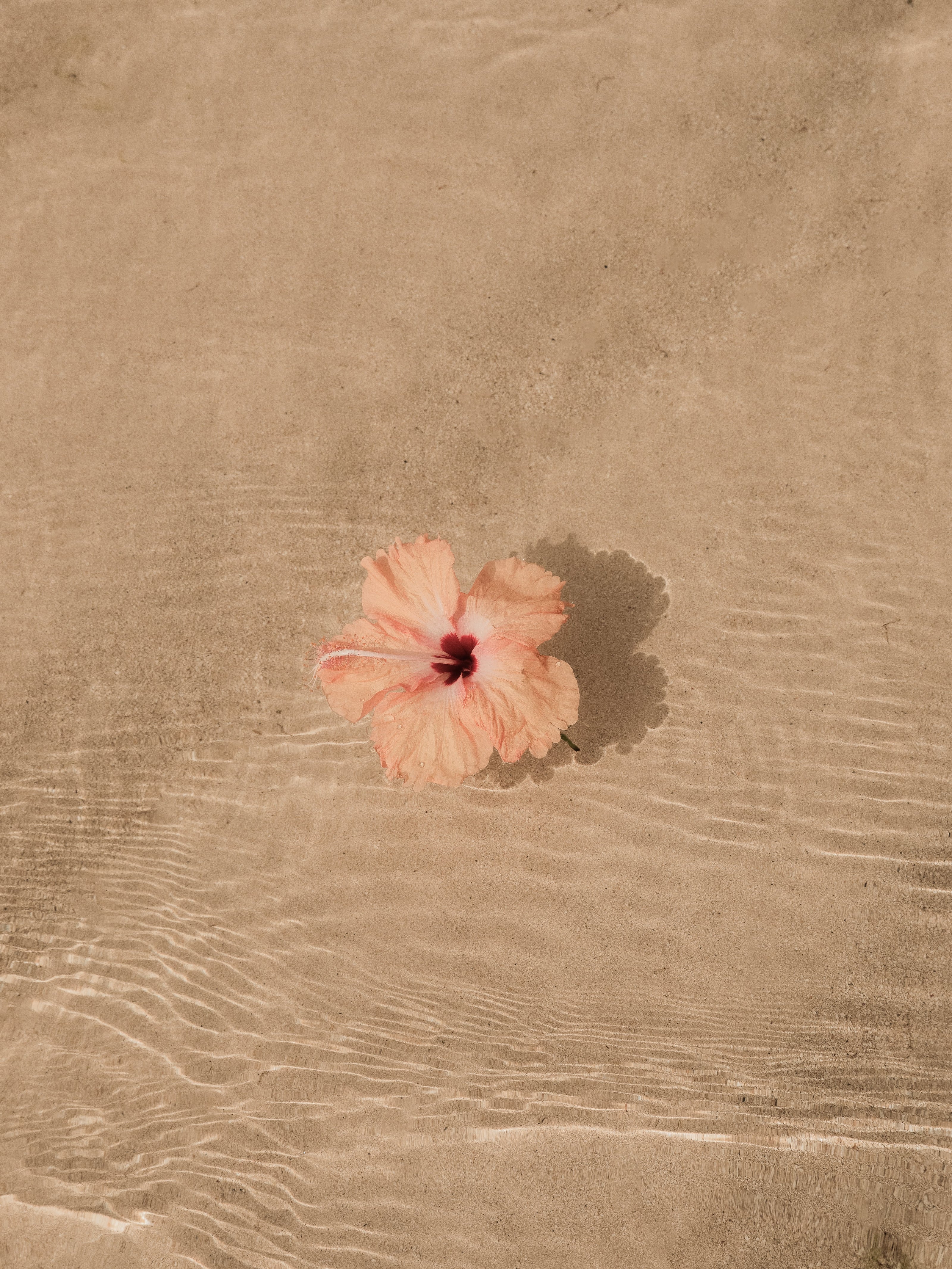 Soft peach hibiscus flower resting on rippled beach sand in clear water – backdrop for the words: ‘Regain Strength. Reclaim Space. This is your space to pause, reflect, and refill. We created it for the days that feel heavy and the quiet moments when you choose to begin again.